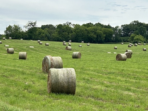 baled alfalfa