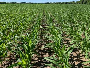 Keep fields clean with planned pre-emerge and post-emerge herbicide applciations.