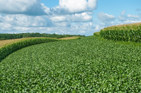 Corn and soybeans in summer