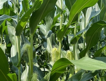 corn silking late July 2024