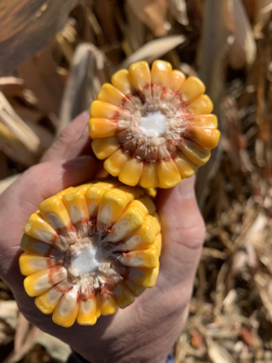 Cross-section of a late-season ear of corn