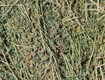 Alfalfa and other hay mines the soil of its nutrients.