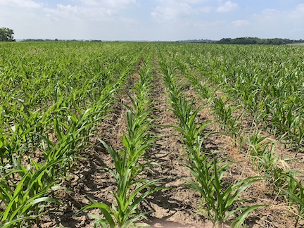 Lack of moisture puts this year's crops under stress