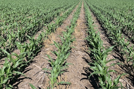 Young corn needs the right blend of nutrients