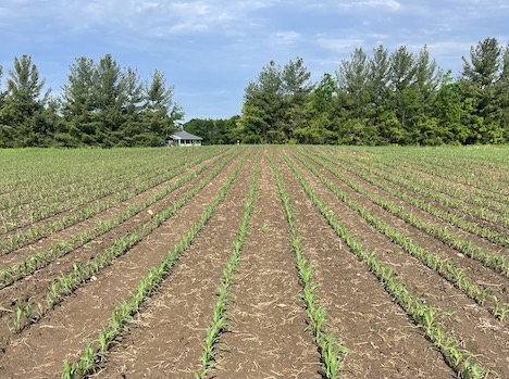 early season corn sprayed with pre-emerge herbicides