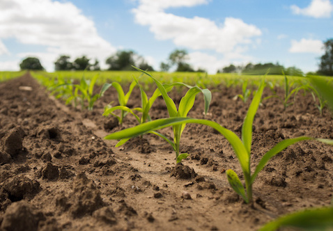 Well-timed nitrogen applications can boost yields.