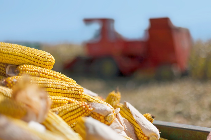 ears of corn with combine in background