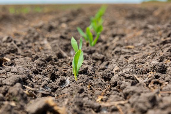 Check corn emergence early, when corn is at V1 or V2