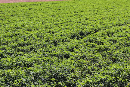 alfalfa field