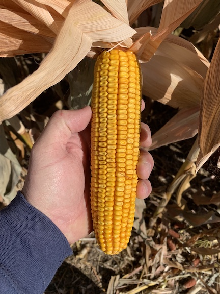 ear of harvest-ready corn