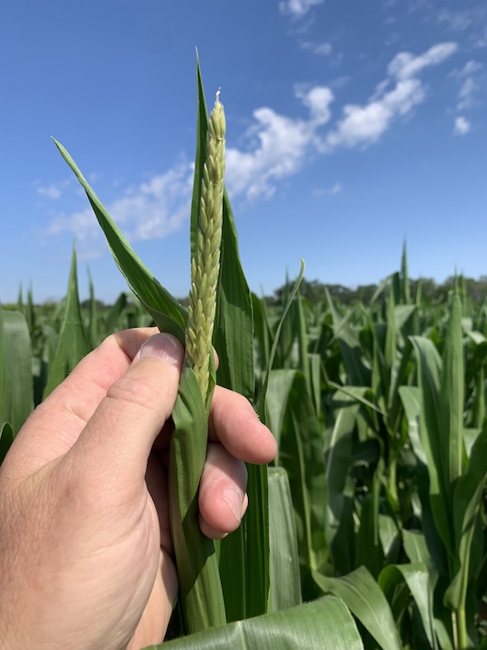 New corn tassel in Albertville New corn tassel in Albertville