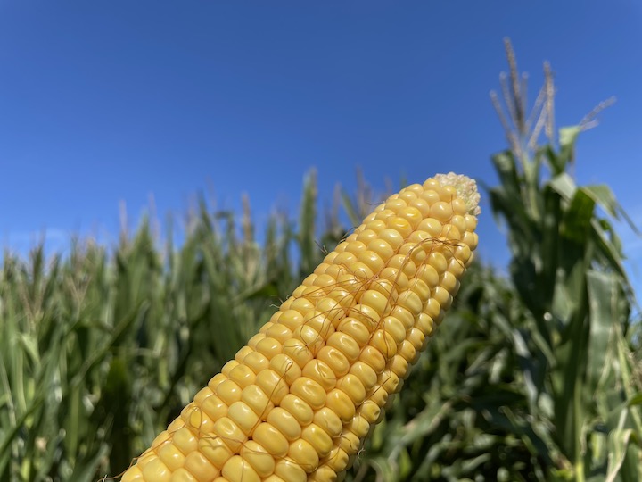 See the latest corn hybrids at Discovery Plot tour