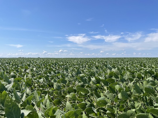 Good herbicide applications can protect soybean yields.