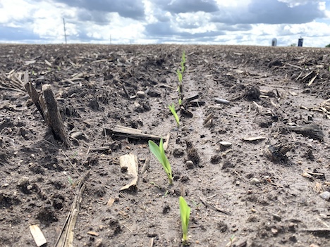 Corn seedlings May 2024