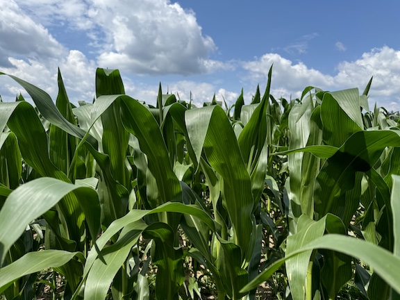 corn in July 2024