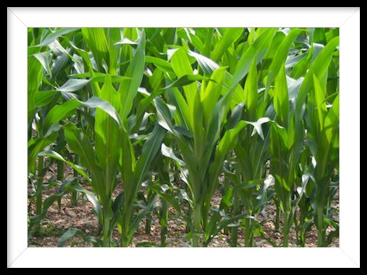 a snapshot of mid-season corn