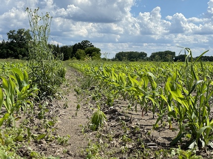 corn field 36 hours after herbicide application