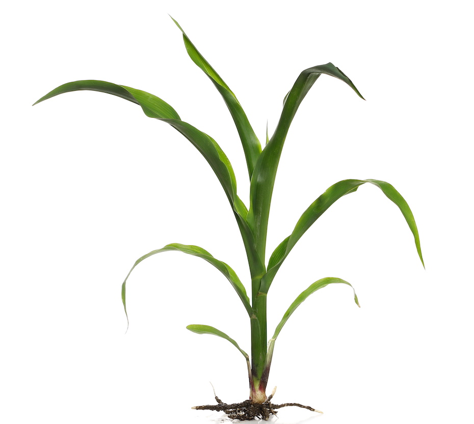 single corn plant on white background