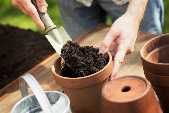 soil in flower pot