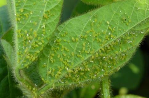 soybean aphids