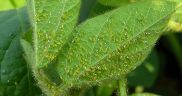 soybean aphids