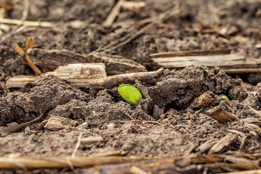 Pre-emerge herbicide timing is critical on soybeans