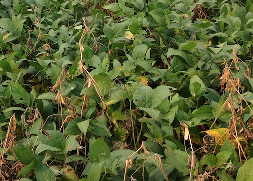 soybeans late season with white mold