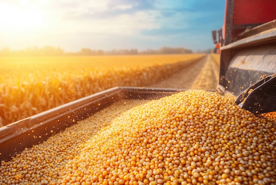 soybeans being loaded into grain truck