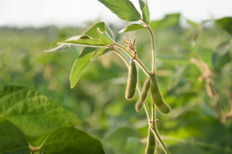 soybeans in the sun