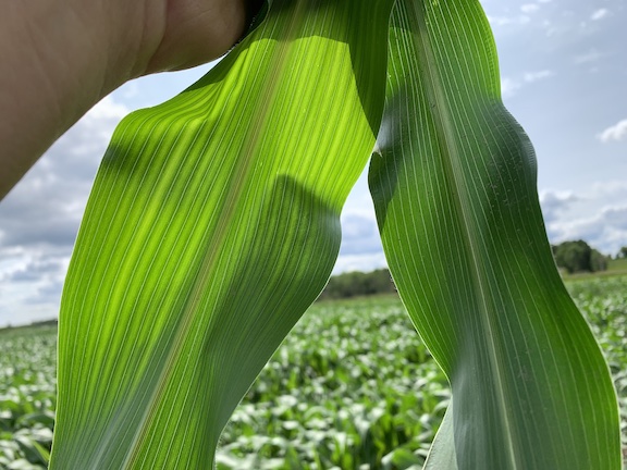 sulfur deficient leaf compared to healthy leaf