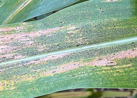 Tar spot on corn