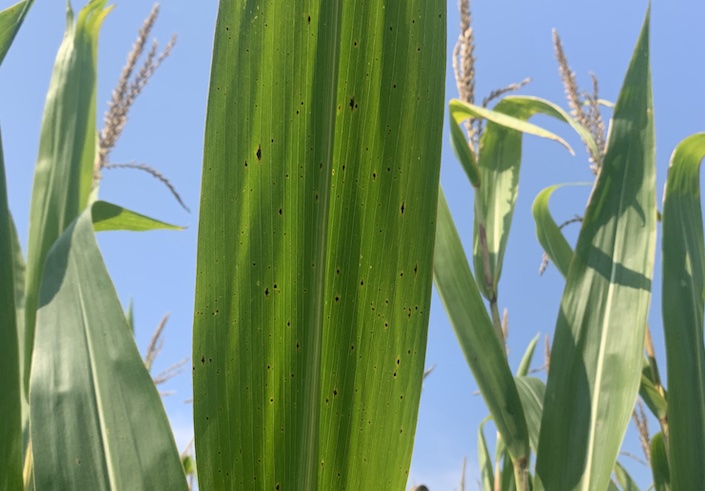 tar spot disease on corn leaf tar spot disease on corn leaf