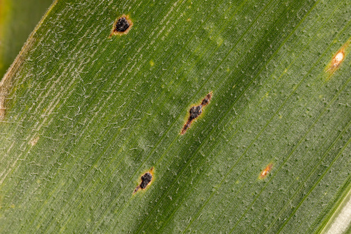 Fungicides applied before tassel can help protect corn from tar spot on corn.
