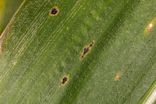 corn with tar spot