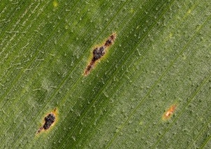 Tar spot on corn