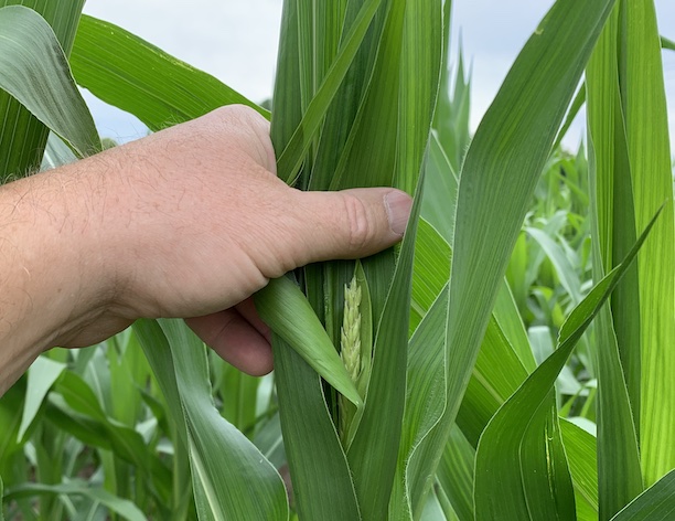 tassels poking through