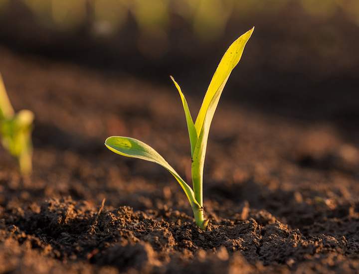 Boost corn growth with USA500 added to liquid starter fertilizer