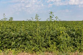 waterhemp in soybean field