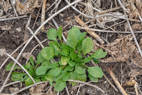 burn down weeds after harvest