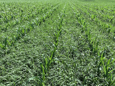 Untreated weeds in young corn crop