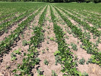 early weeds in soybeans