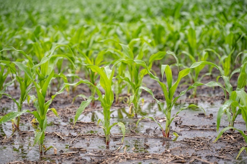 wet conditions in early season corn