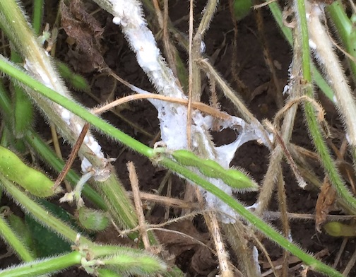 white mold on soybeans