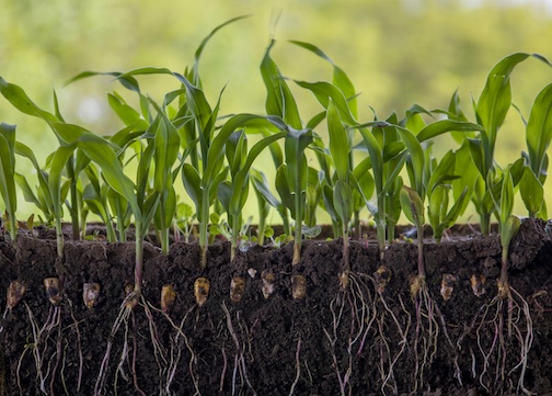 Profile of young corn with roots