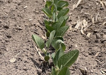 Scouting soybeans needs to start early to catch disease and insect infestations.