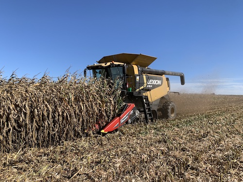 Corn plot harvest signals. near end of burndown options