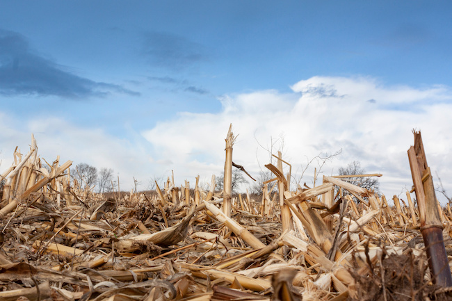 Post-harvest gypsum applications can help tough soils.