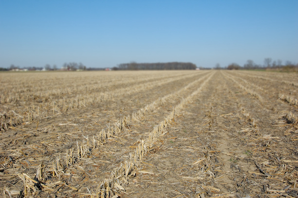 Corn stubble remains but nutrients are gone.