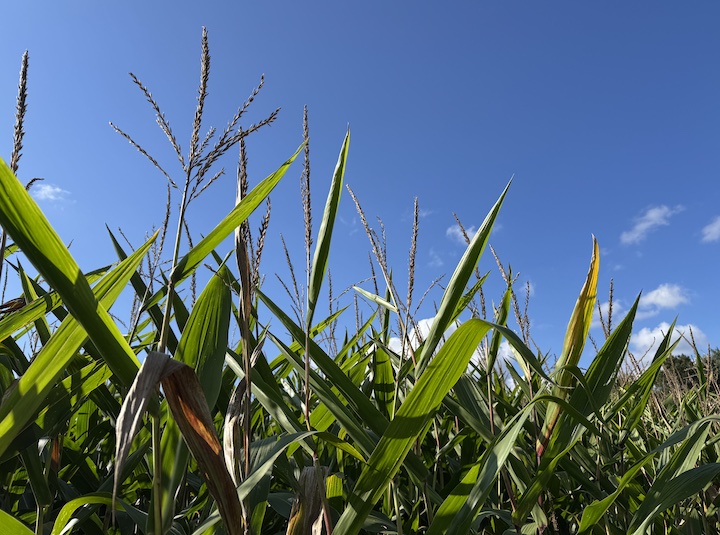 corn in Sept.