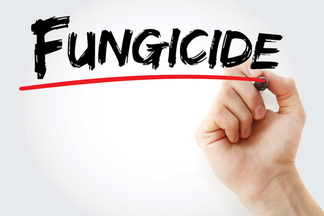 Consider Fungicides Early, Not Late - Federated Co-op